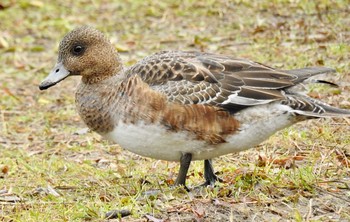 Eurasian Wigeon 大阪府大阪市 住之江公園 Sun, 1/29/2017