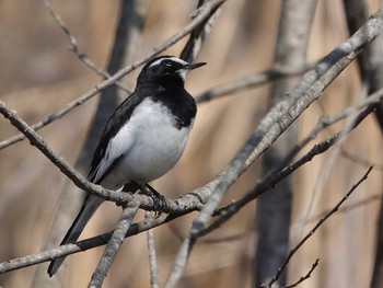 Japanese Wagtail Kitamoto Nature Observation Park Thu, 3/4/2021