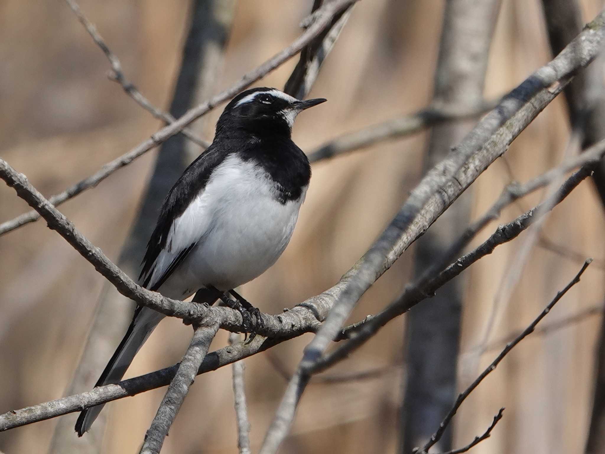 Japanese Wagtail