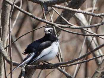 Japanese Wagtail Kitamoto Nature Observation Park Thu, 3/4/2021