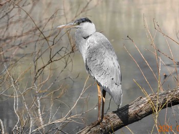 Grey Heron Kitamoto Nature Observation Park Thu, 3/4/2021
