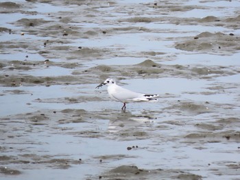 Saunders's Gull 曽根干潟(曾根干潟) Sat, 3/13/2021