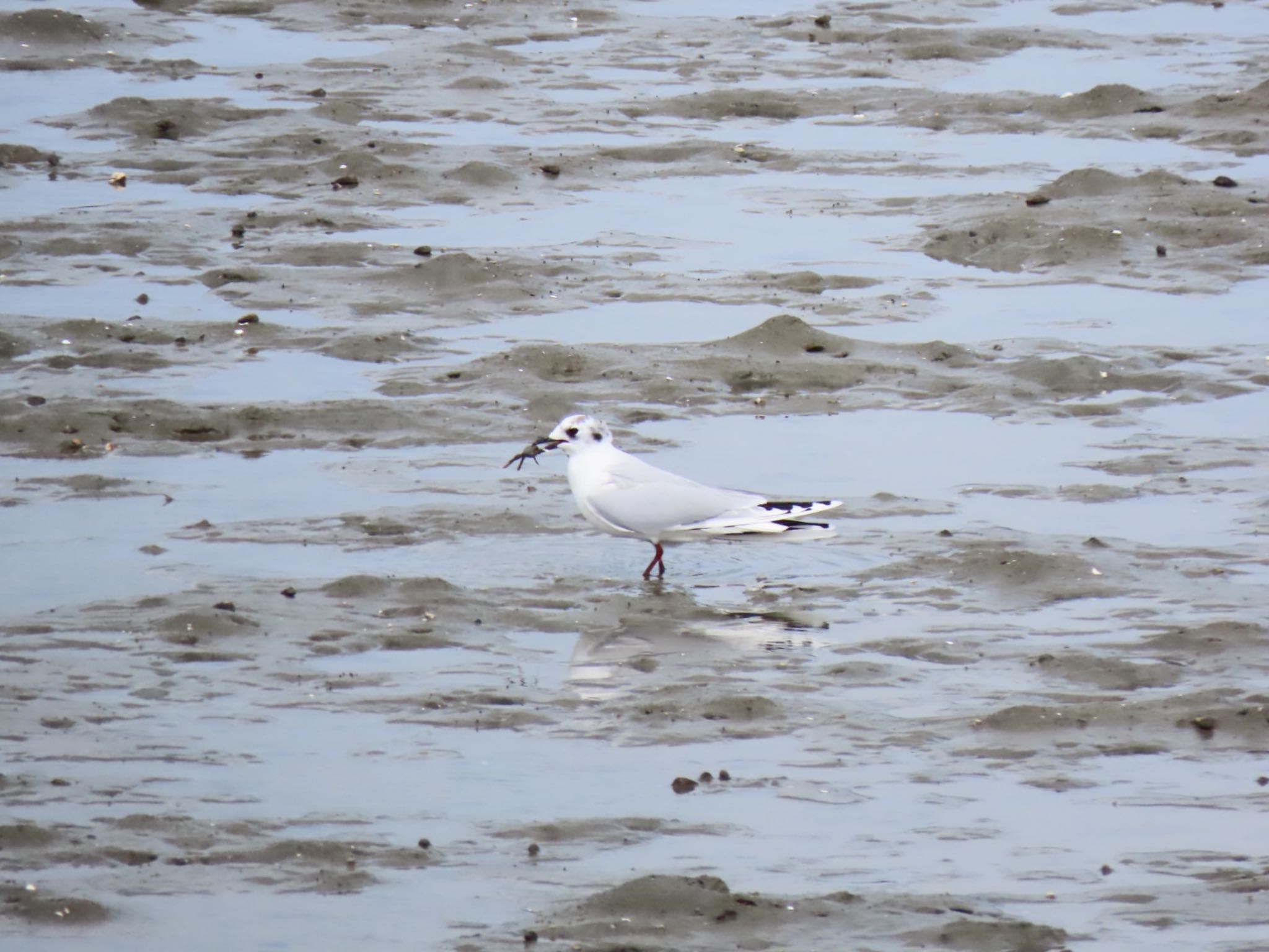 Photo of Saunders's Gull at 曽根干潟(曾根干潟) by くるみ