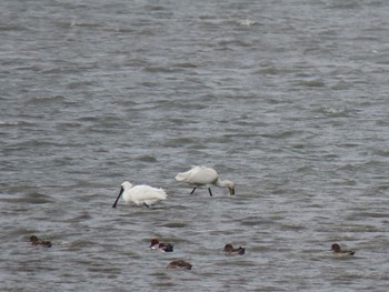 Black-faced Spoonbill 曽根干潟(曾根干潟) Sat, 3/13/2021