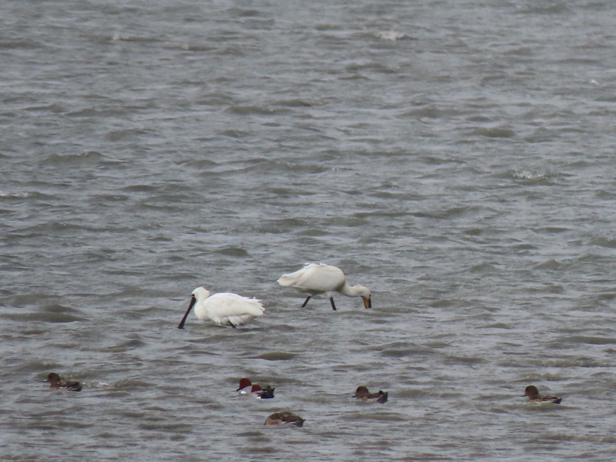 Photo of Black-faced Spoonbill at 曽根干潟(曾根干潟) by くるみ