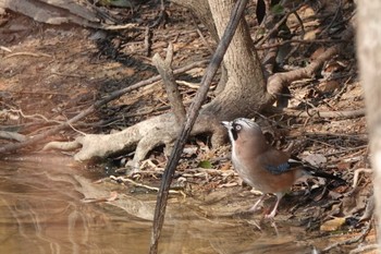 Eurasian Jay 愛知県 Sun, 2/21/2021