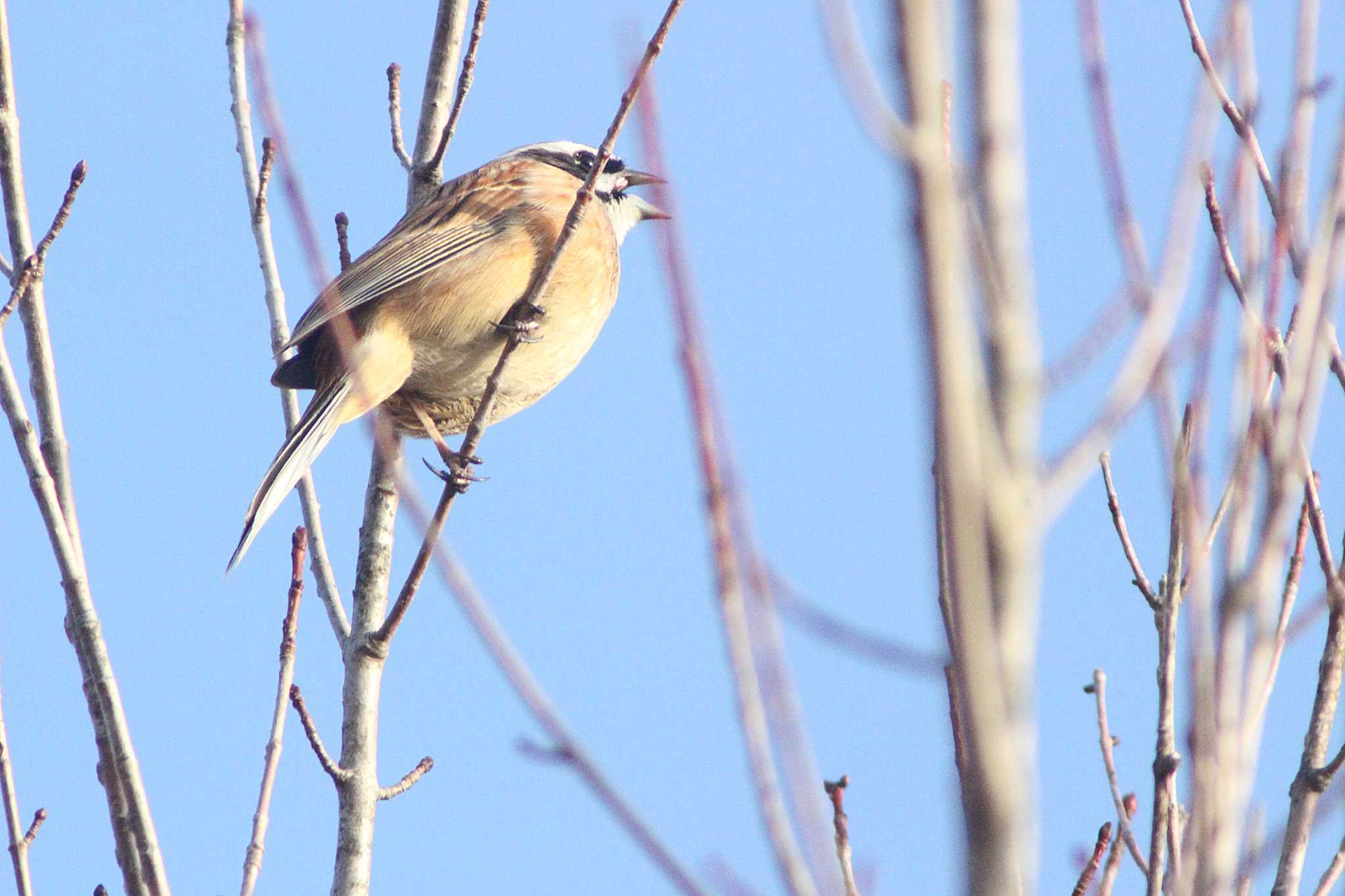 Meadow Bunting