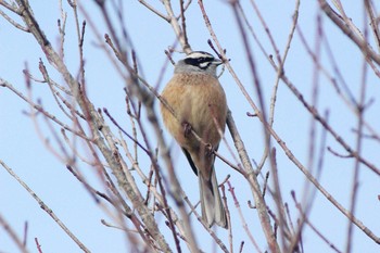 Wed, 3/10/2021 Birding report at 愛知県北設楽郡設楽町津具天狗棚