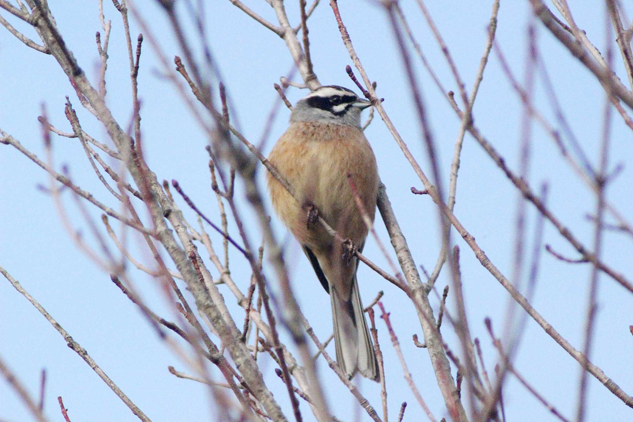 Meadow Bunting