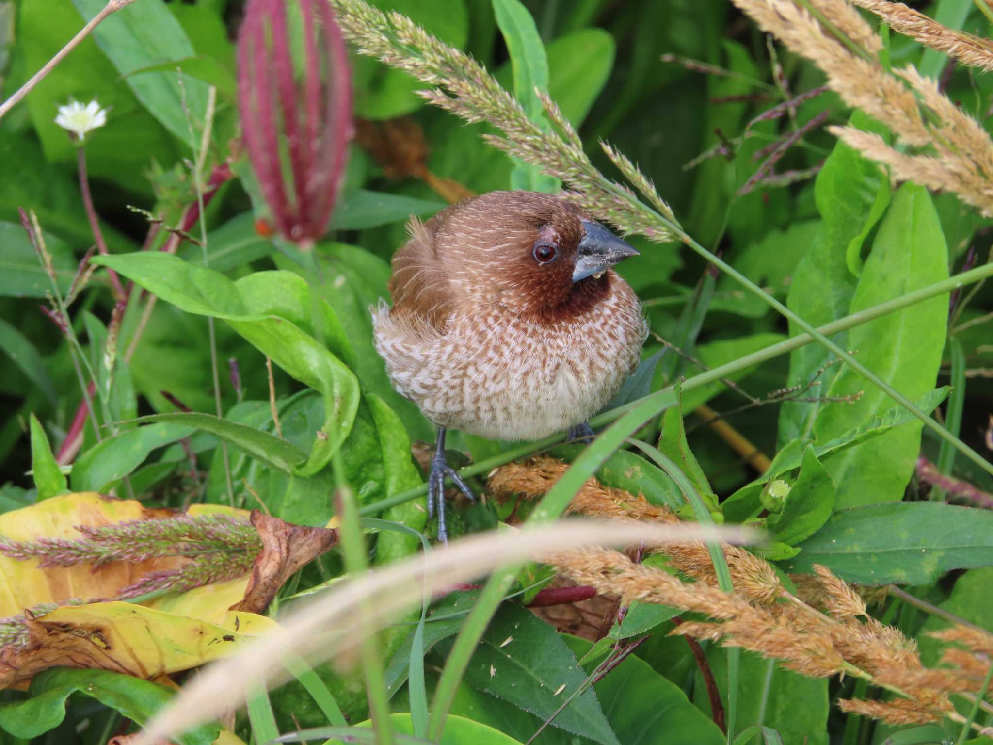 Photo of Scaly-breasted Munia at 沖縄本島 by ゆ