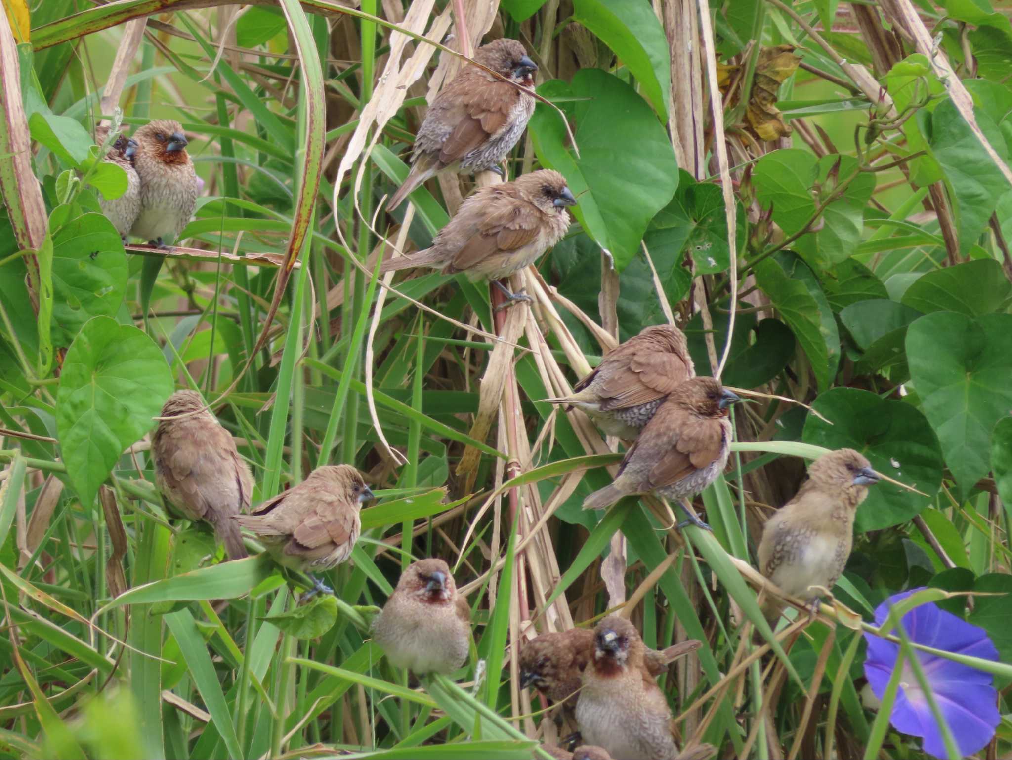 Photo of Scaly-breasted Munia at 沖縄本島 by ゆ