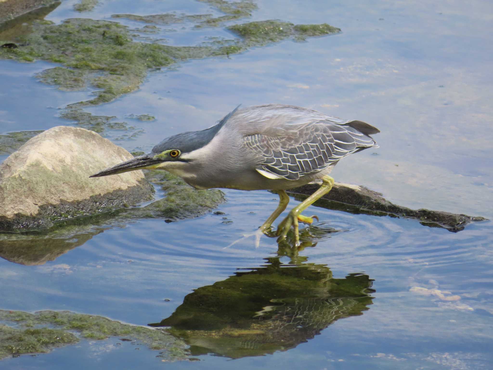 Striated Heron