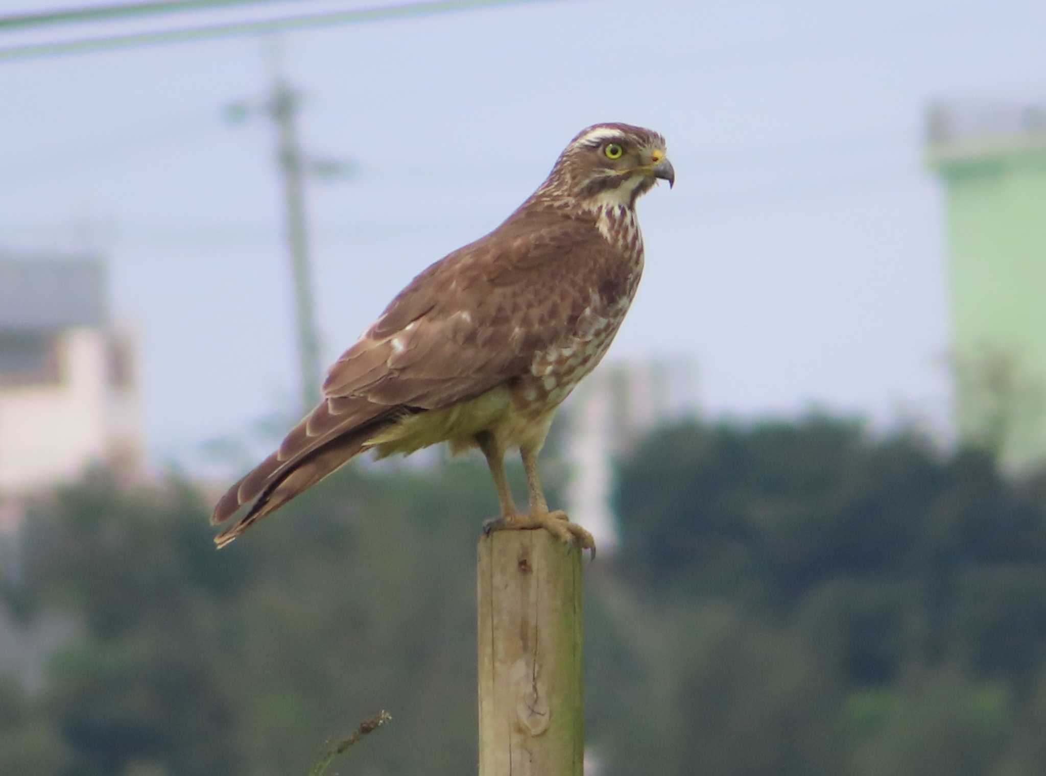 Grey-faced Buzzard