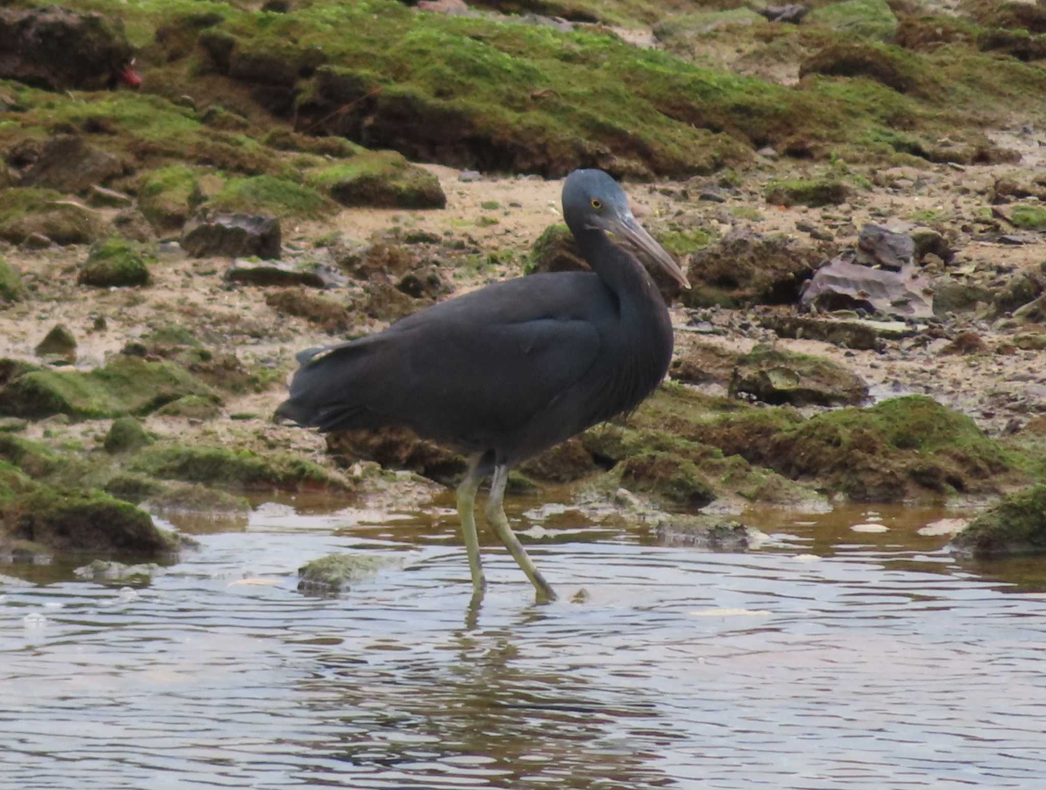 Photo of Pacific Reef Heron at 沖縄本島 by ゆ