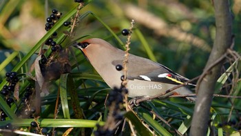 Bohemian Waxwing 東京都多摩地域 Wed, 2/24/2021