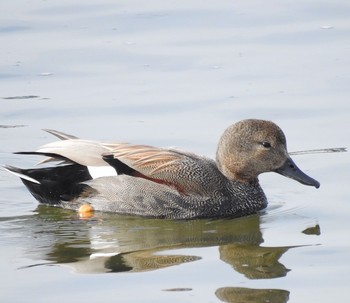 Gadwall 甲子園浜(兵庫県西宮市) Sun, 1/29/2017