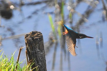 カワセミ 野川 2021年3月2日(火)