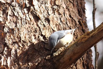 Eurasian Nuthatch 赤城自然園 Sat, 1/9/2021