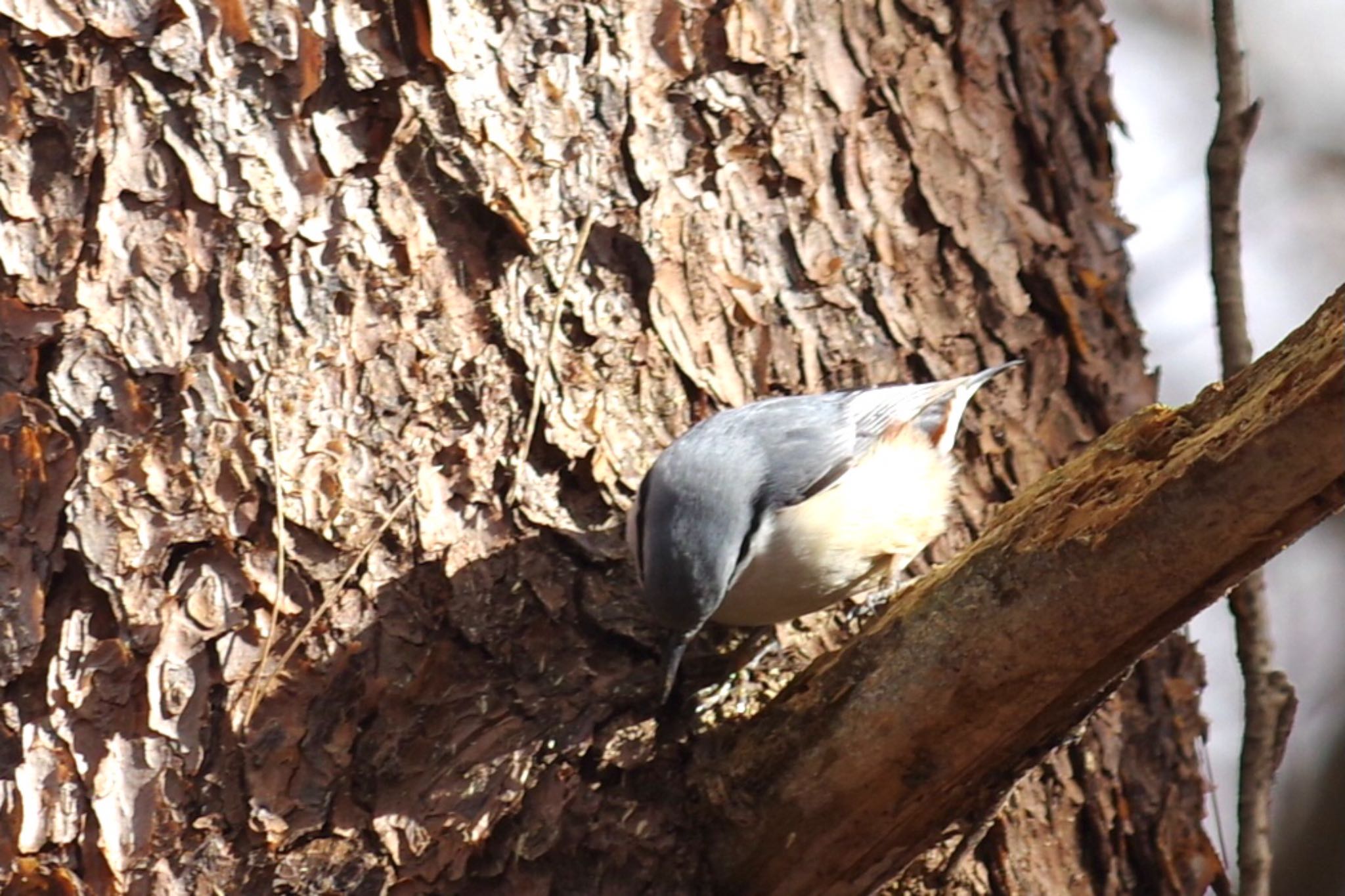 Photo of Eurasian Nuthatch at 赤城自然園 by TOMOTOMO