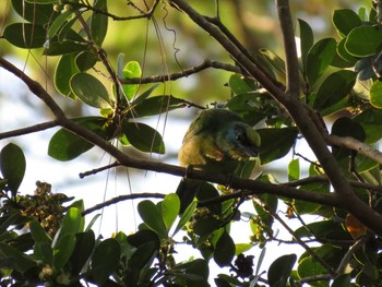 Indochinese Barbet ベトナム Wed, 5/30/2018