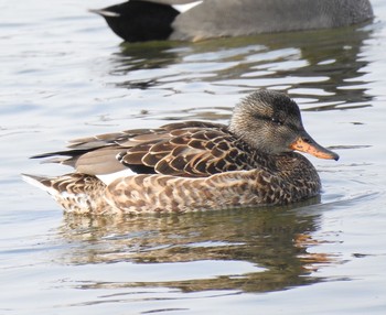 Gadwall 甲子園浜(兵庫県西宮市) Sun, 1/29/2017