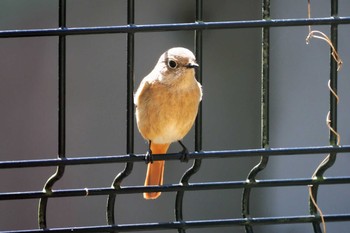 Daurian Redstart 嵯峨野 Thu, 3/11/2021