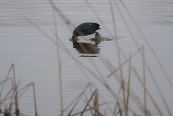 オオバン 河北潟 2021年2月19日(金)