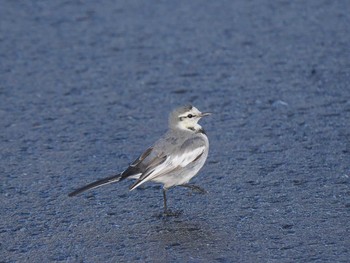 White Wagtail Shin-yokohama Park Sun, 3/14/2021