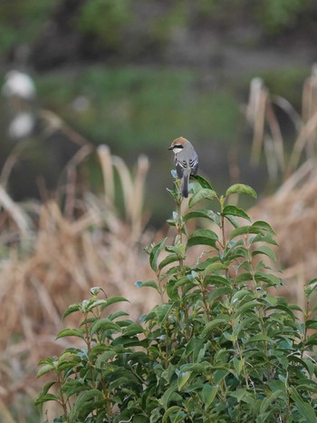 Bull-headed Shrike Shin-yokohama Park Sun, 3/14/2021