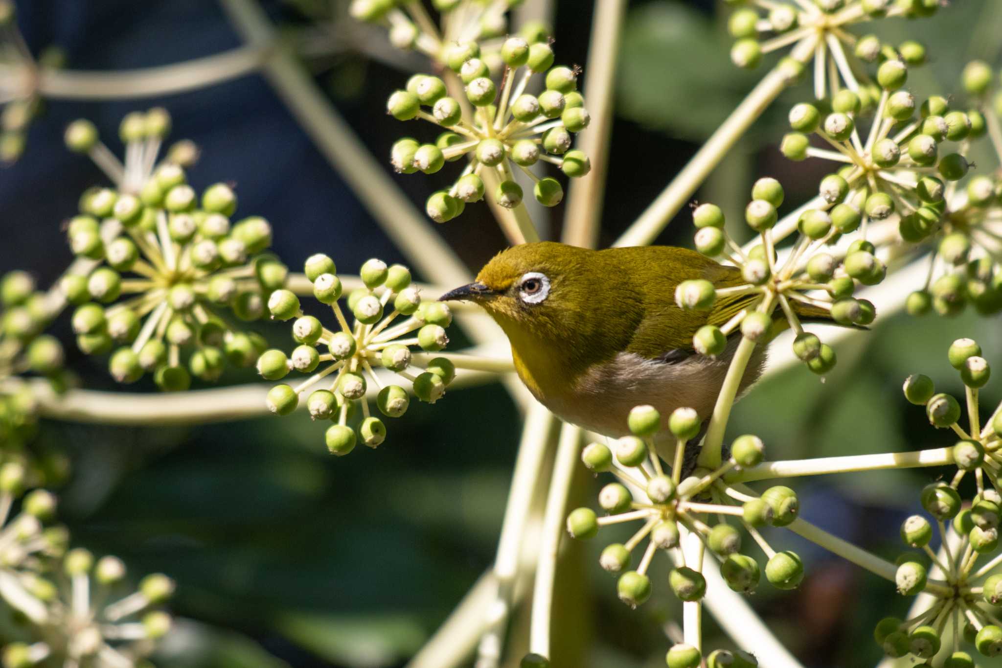 Warbling White-eye