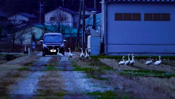 コハクチョウ 河北潟 2021年2月5日(金)