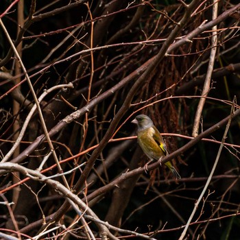 Grey-capped Greenfinch 能勢町 Sun, 3/7/2021