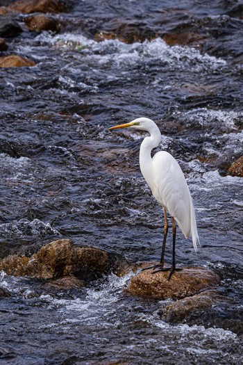 Great Egret 能勢町 Sun, 3/7/2021