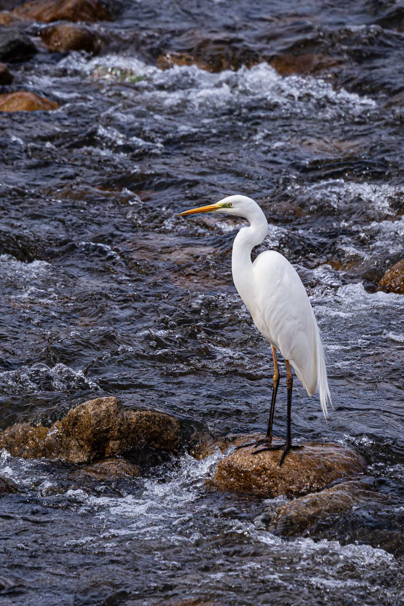 Photo of Great Egret at 能勢町 by TAKURO