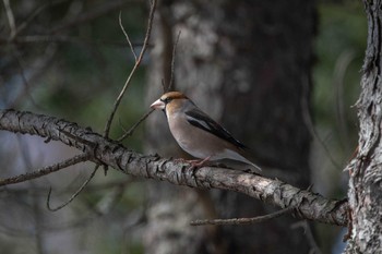 Hawfinch Tomakomai Experimental Forest Sat, 3/13/2021