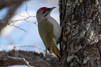 Grey-headed Woodpecker Tomakomai Experimental Forest Sat, 3/13/2021