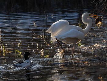 Great Egret Tomakomai Experimental Forest Sat, 3/13/2021