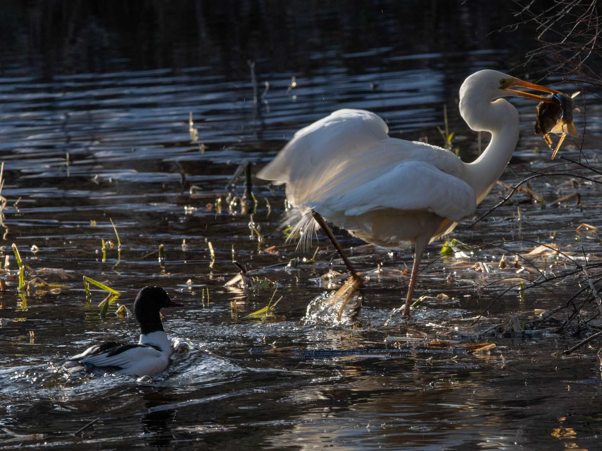 Great Egret