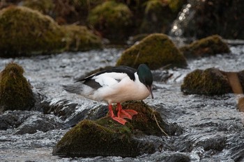 Common Merganser Tomakomai Experimental Forest Sat, 3/13/2021