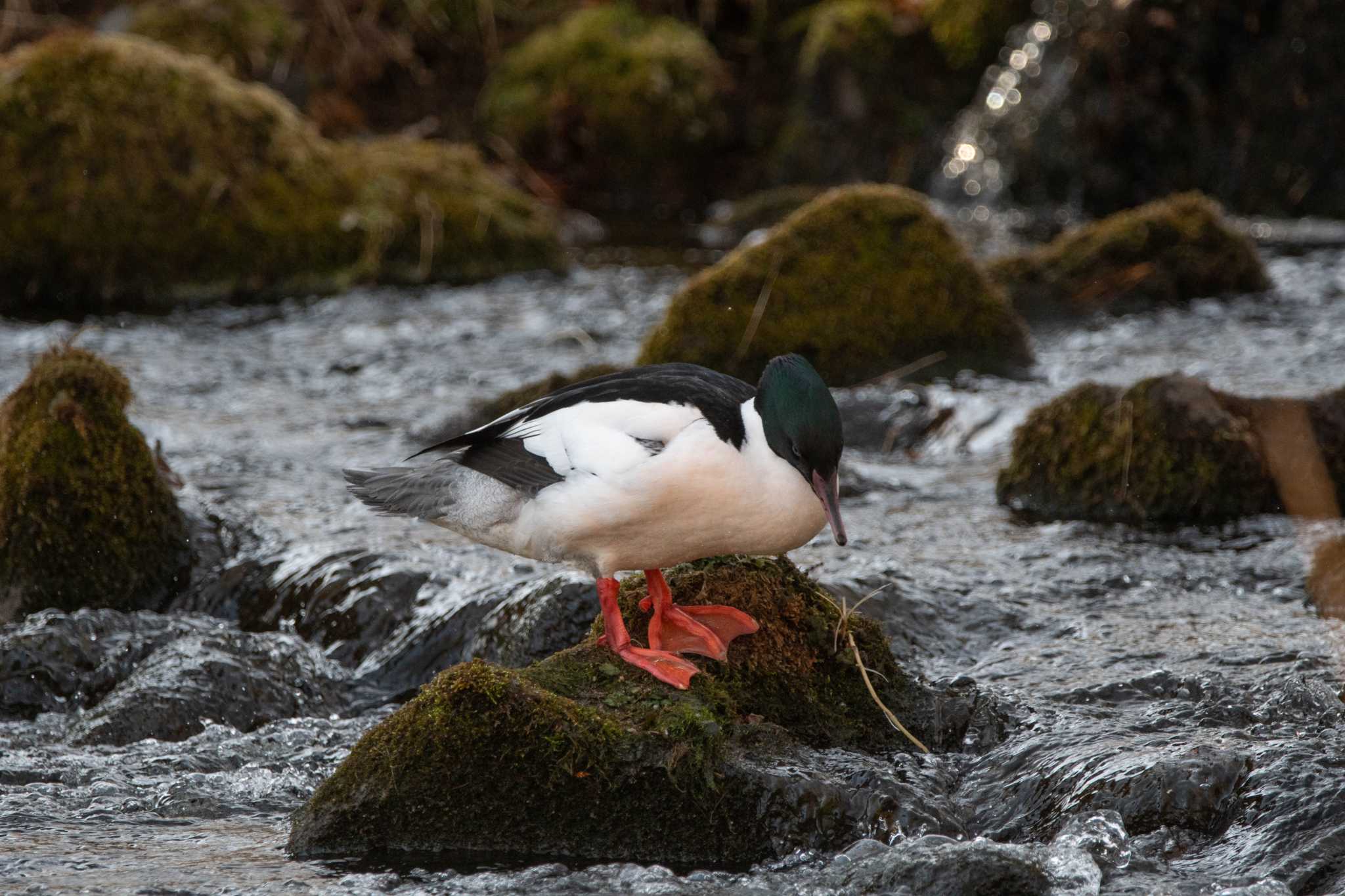 Common Merganser