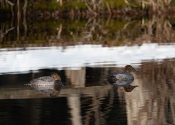 Common Pochard Tomakomai Experimental Forest Sat, 3/13/2021