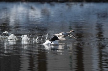 Common Merganser Tomakomai Experimental Forest Sat, 3/13/2021