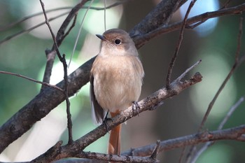 Daurian Redstart 東京都 Sun, 3/14/2021