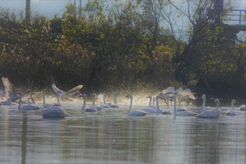 1970年1月1日(木) 河北潟の野鳥観察記録