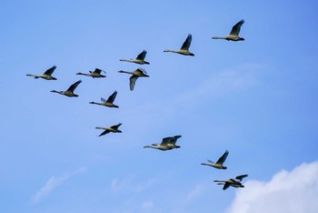 コハクチョウ 河北潟 2020年11月25日(水)