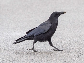 Carrion Crow 石川県 Thu, 12/3/2020