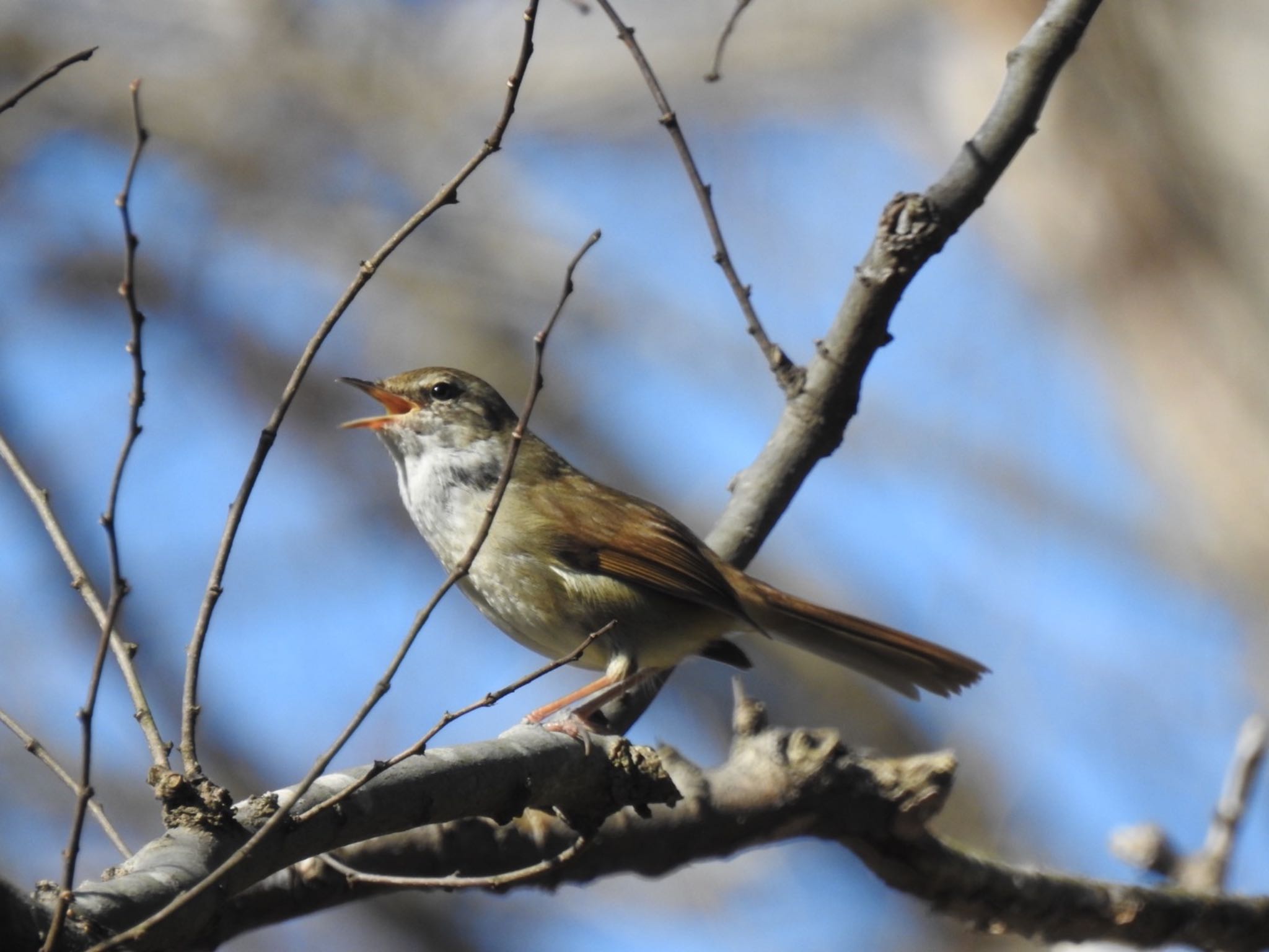 Photo of Japanese Bush Warbler at Maioka Park by da