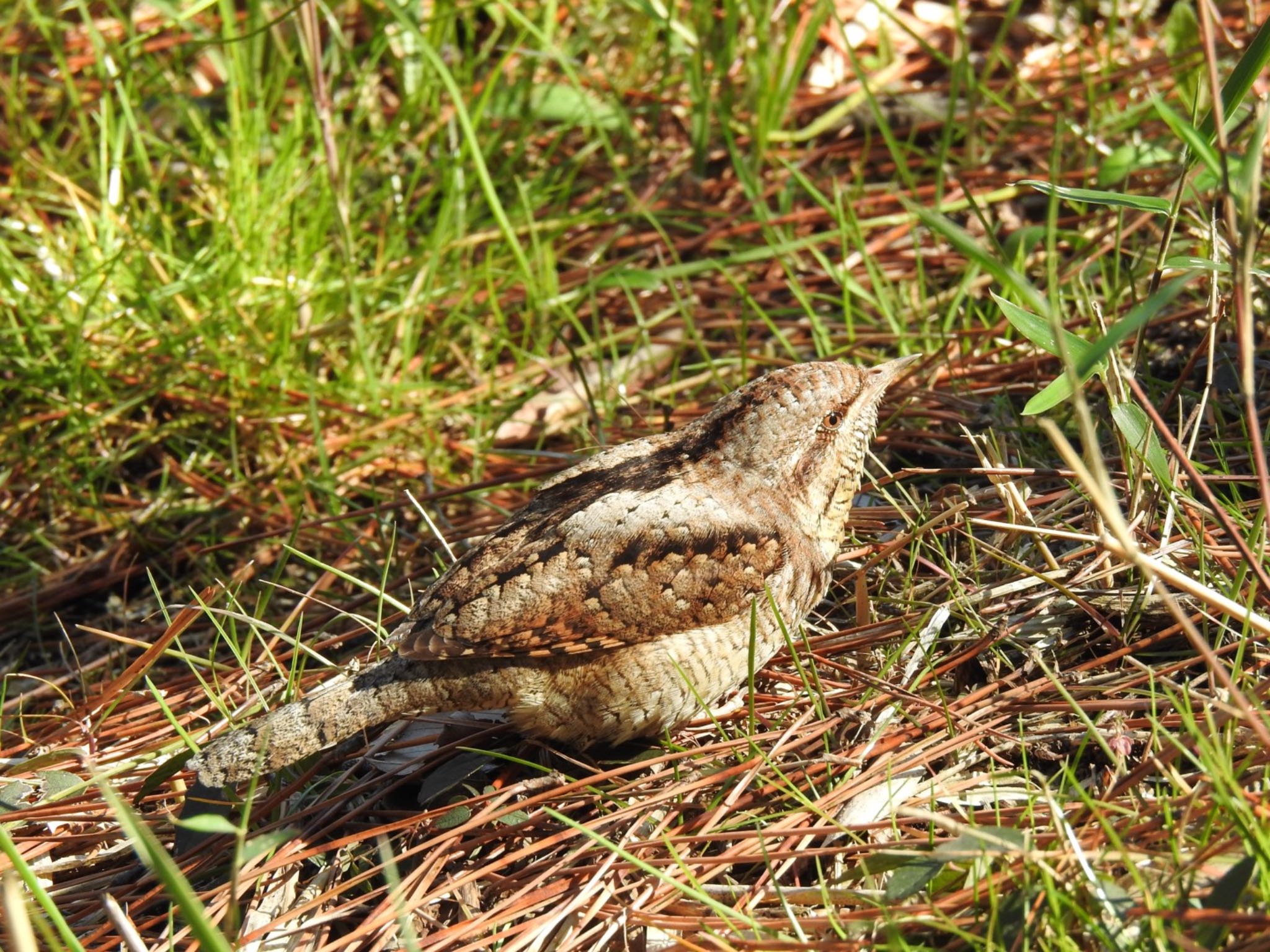 Photo of Eurasian Wryneck at Maioka Park by da