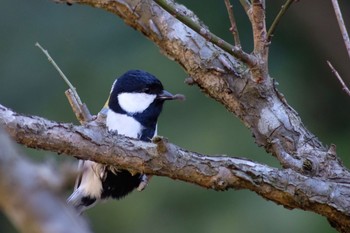 Sun, 3/14/2021 Birding report at Higashitakane Forest park
