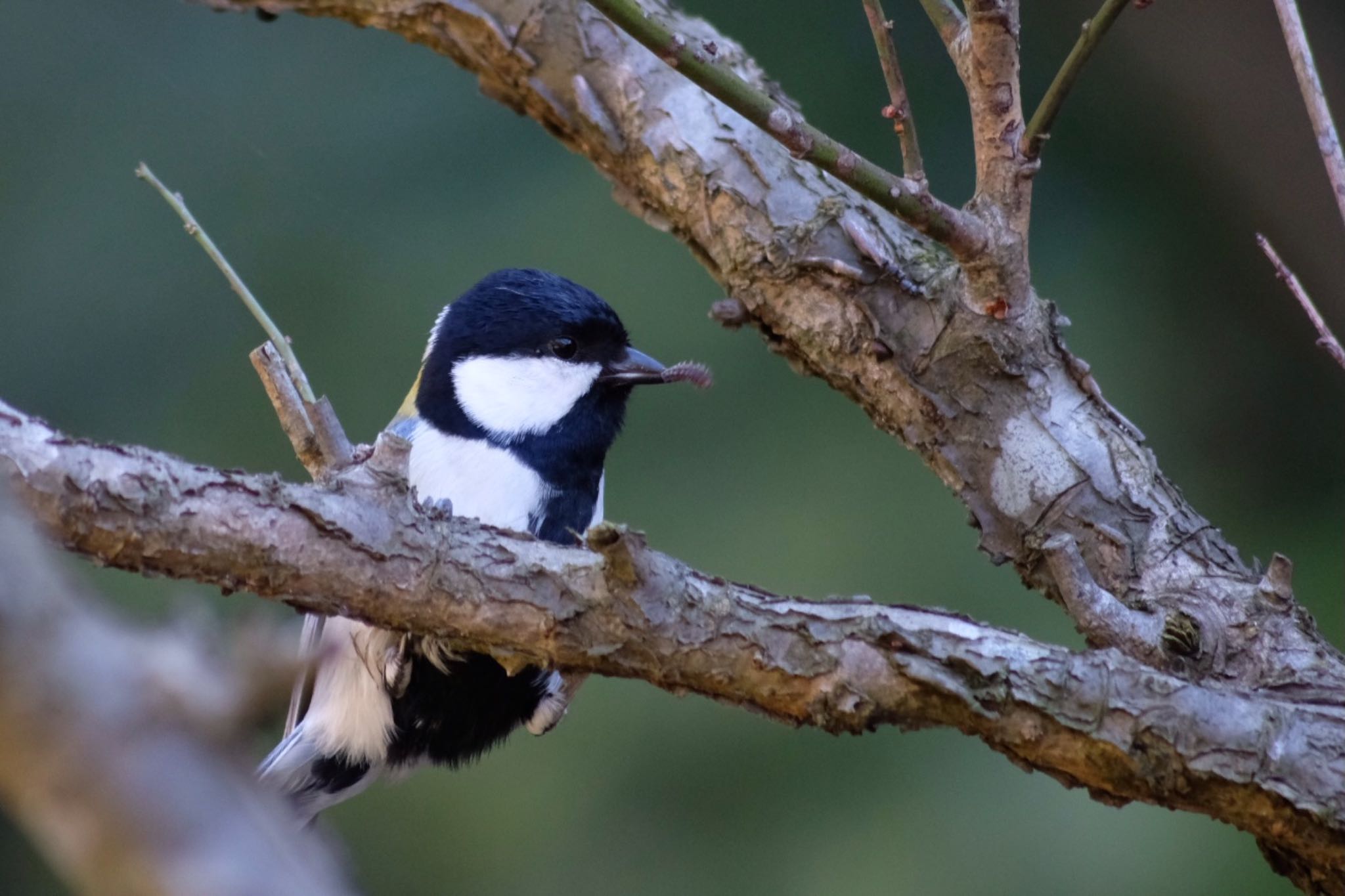 Photo of Japanese Tit at Higashitakane Forest park by 823